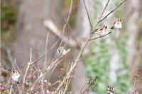 Carduelis carduelis
