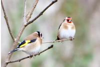 Carduelis carduelis