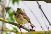 Emberiza cirlus