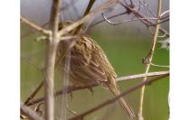Emberiza cirlus