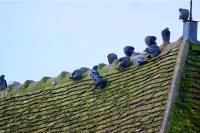 Columba livia