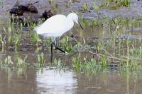 Egretta garzetta
