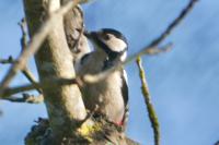 Dendrocopos major