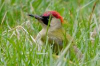 Picus viridis