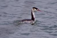 Podiceps cristatus