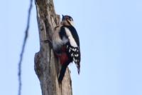 Dendrocopos major