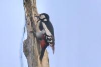 Dendrocopos major