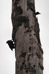 Dryocopus martius