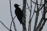 Dryocopus martius
