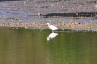 Egretta garzetta