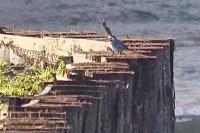 Motacilla alba
