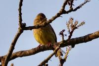 Emberiza citrinella