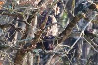 Buteo buteo