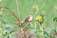 Emberiza schoeniclus