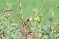 Emberiza schoeniclus