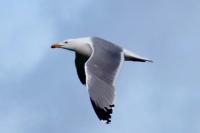 Larus michahellis