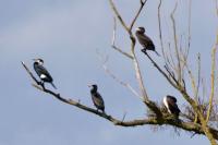 Phalacrocorax carbo