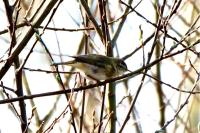 Phylloscopus collybita