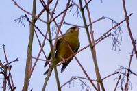 Chloris chloris