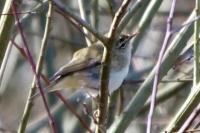 Phylloscopus collybita