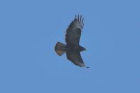 Buteo buteo