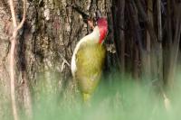 Picus viridis