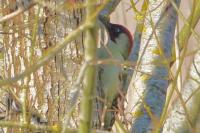 Picus viridis