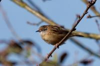 Cisticola juncidis