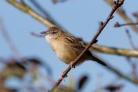 Cisticola juncidis