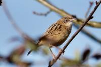 Cisticola juncidis