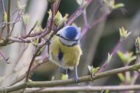 Cyanistes caeruleus