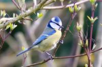 Cyanistes caeruleus