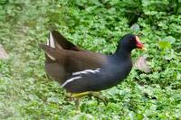 Gallinula chloropus