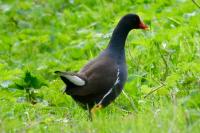 Gallinula chloropus