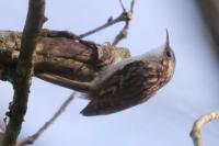 Certhia brachydactyla