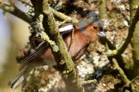 Fringilla coelebs