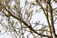 Dendrocopos major