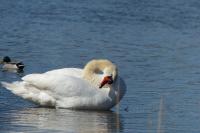Cygnus olor