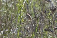 Cisticola juncidis