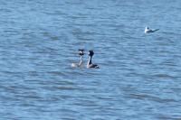 Podiceps cristatus