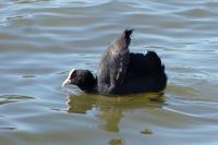 Fulica atra