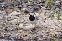 Motacilla alba