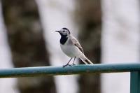 Motacilla alba