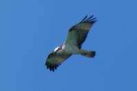 Pandion haliaetus