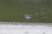 Tringa nebularia