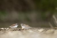 Charadrius dubius