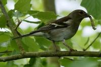 Fringilla coelebs