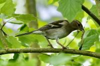 Fringilla coelebs