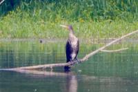 Phalacrocorax carbo