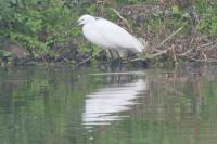 Egretta garzetta